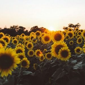 Meet your Posher, Lindsay